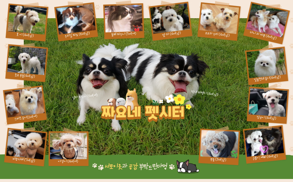 짜요네 펫시터 정원에서 함께 노는 강아지들