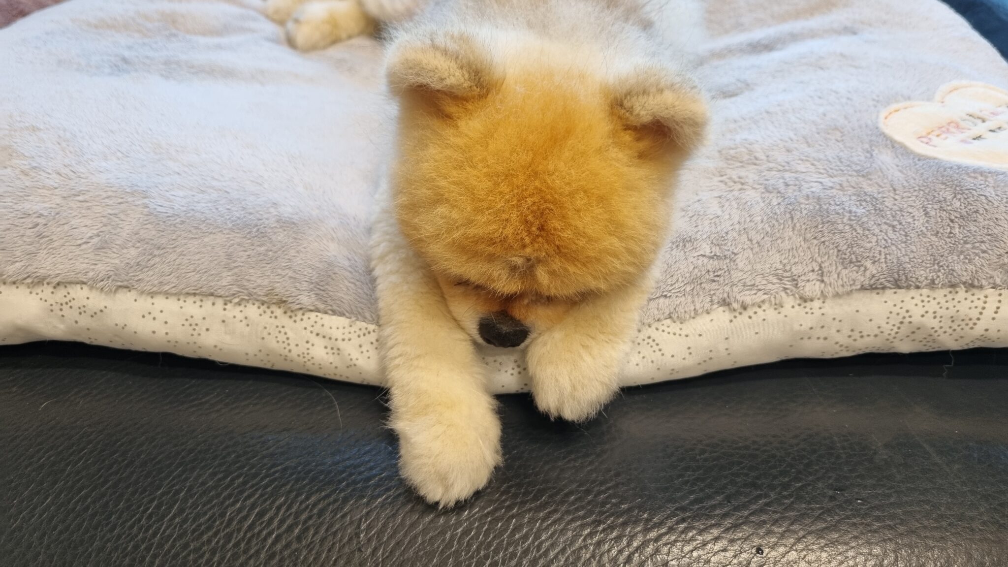 짜요네 펫시터 호텔링