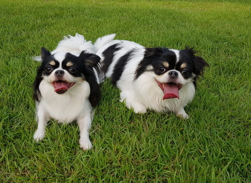 짜요네 펫시터 당일 유치원